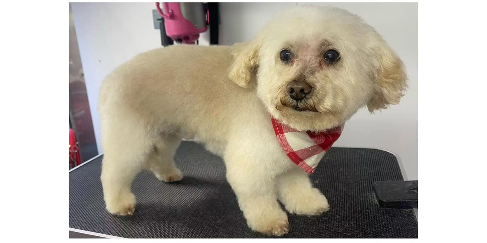 After mobile grooming — poodle freshly groomed and tidy