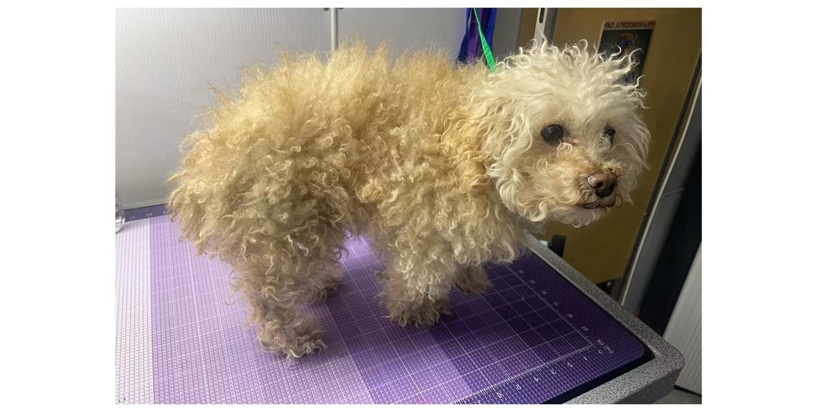 Before mobile grooming — poodle with a matted, overgrown coat