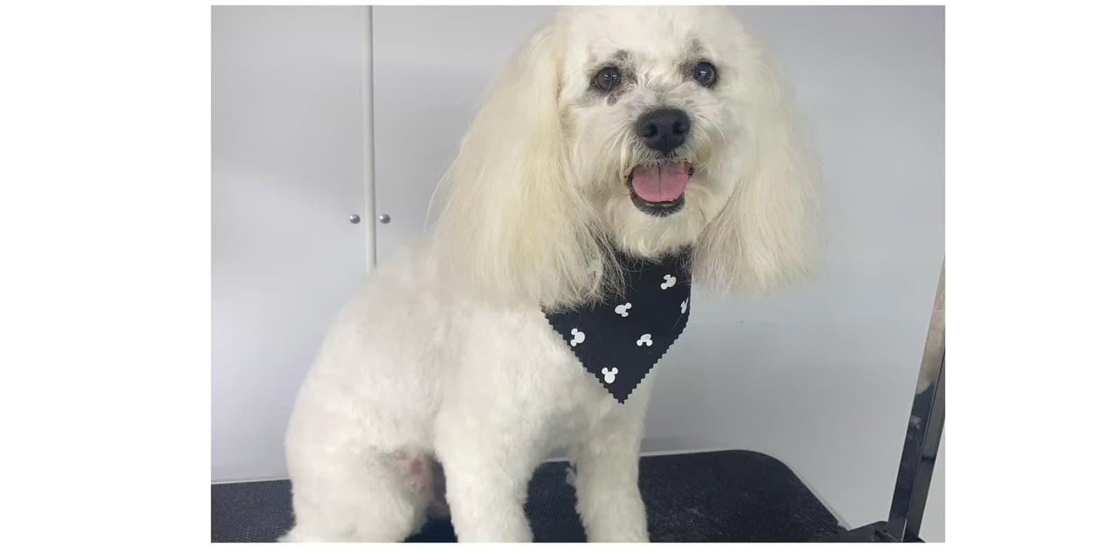 After mobile grooming — small white dog freshly groomed and tidy