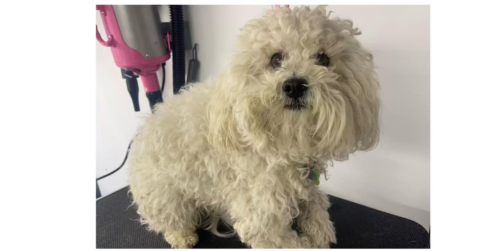 Before mobile grooming — small white dog with a matted, overgrown coat