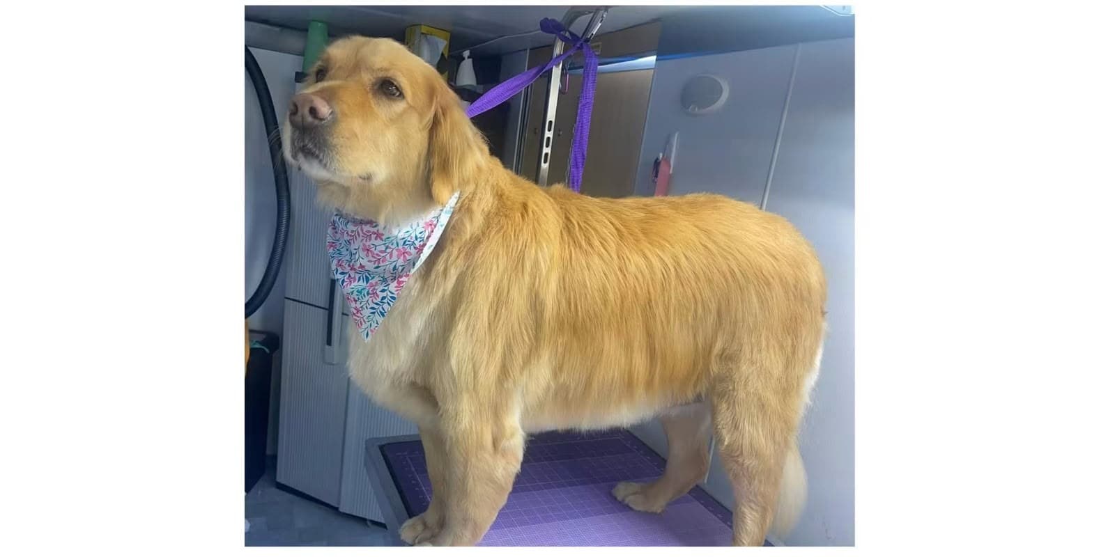 After mobile grooming — golden retriever freshly groomed and tidy