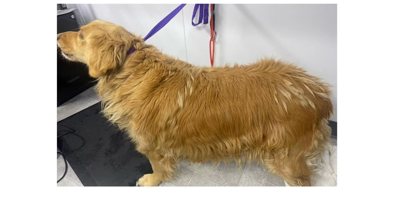 Before mobile grooming — golden retriever with a matted, overgrown coat
