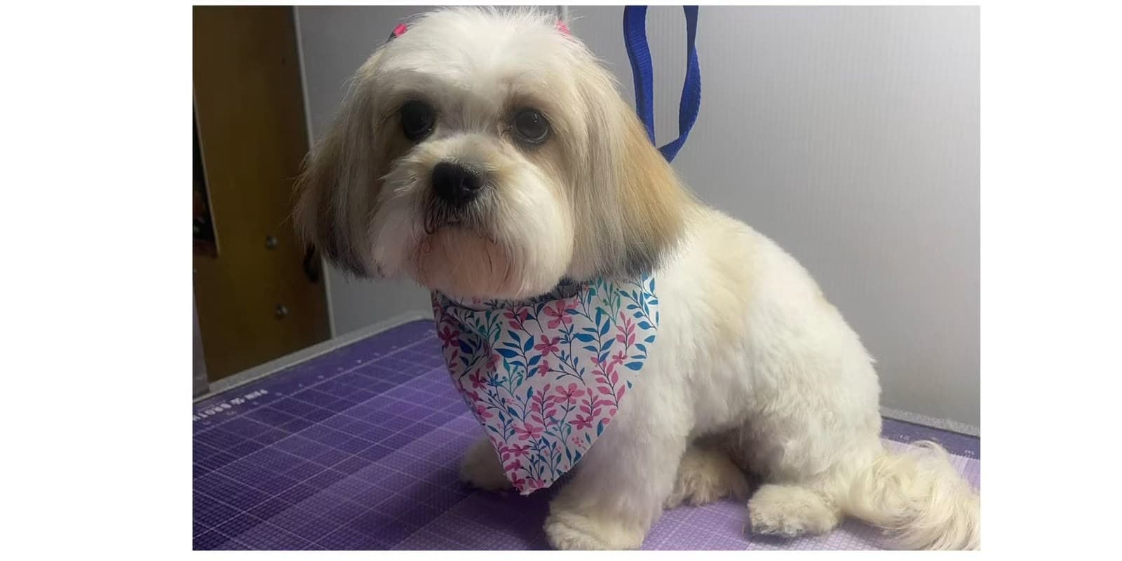After mobile grooming — shih tzu freshly groomed and tidy