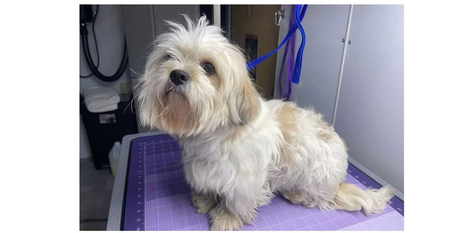 Before mobile grooming — shih tzu with a matted, overgrown coat