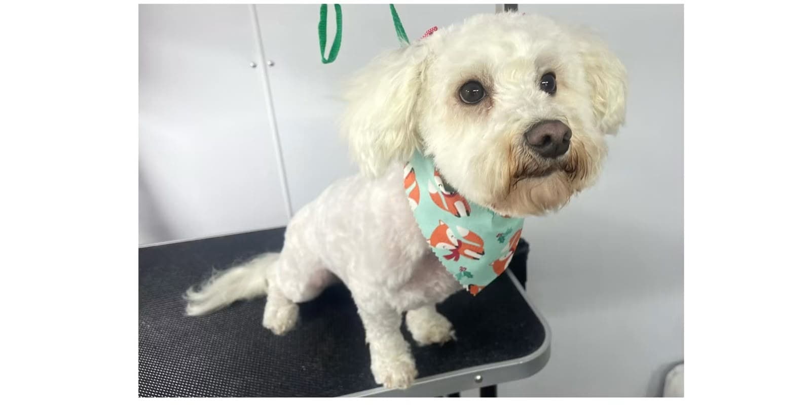 After mobile grooming — small white dog freshly groomed and tidy