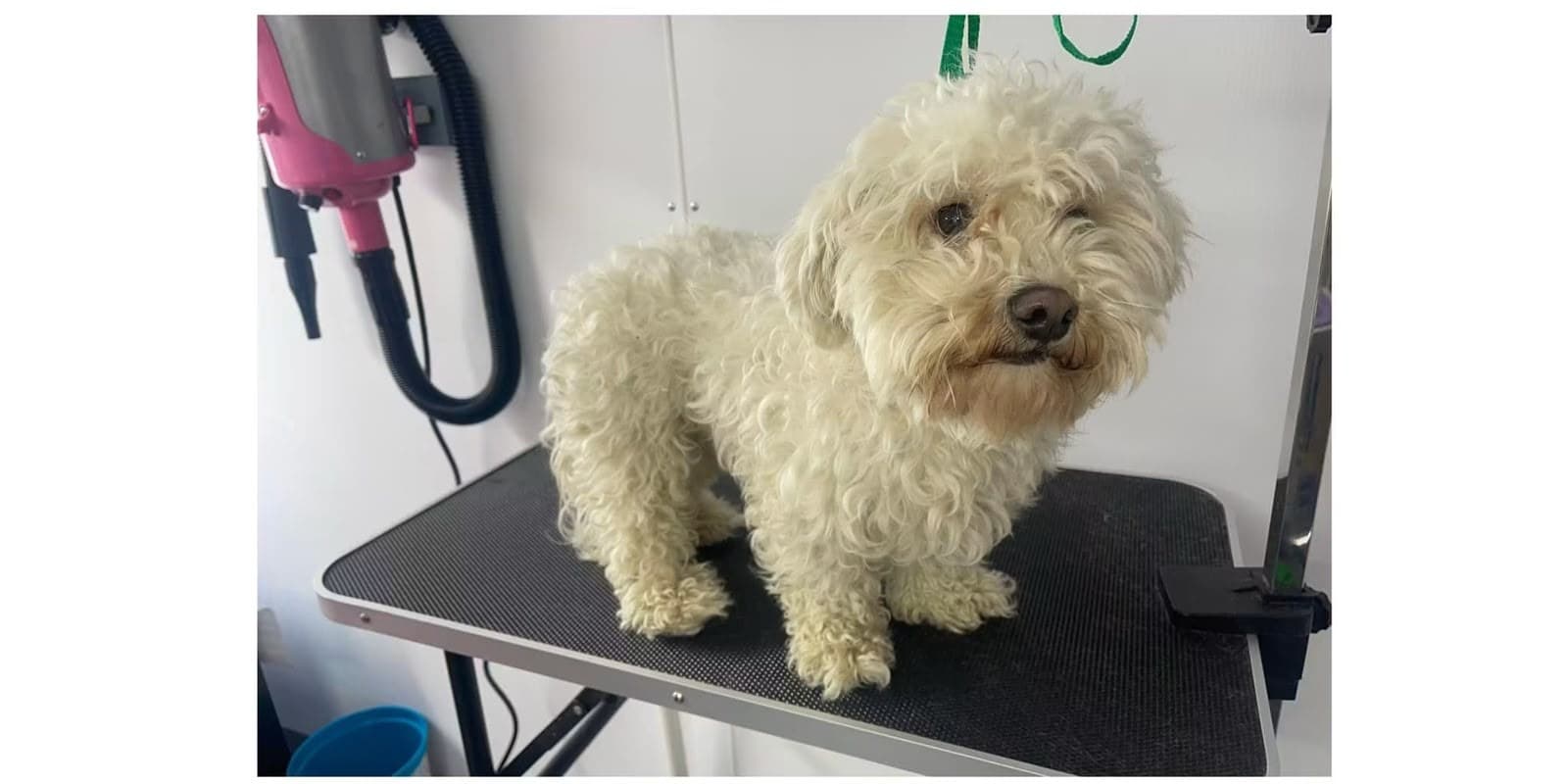 Before mobile grooming — small white dog with a matted, overgrown coat