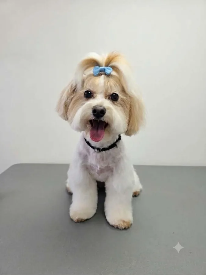 A freshly groomed cream Shih Tzu with a blue bow